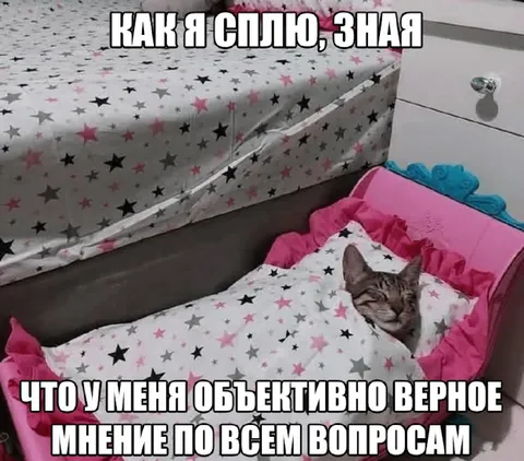 Кот, который объективно прав