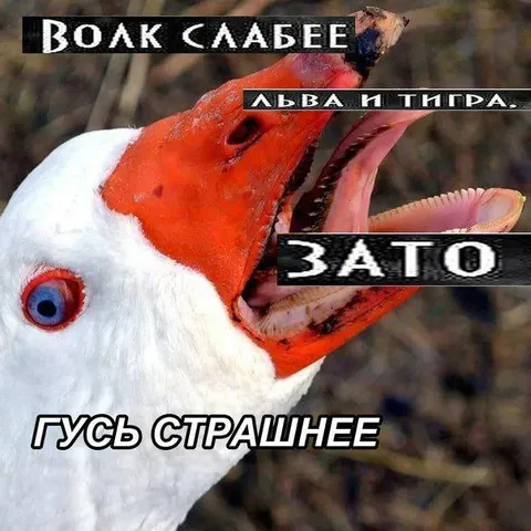 Гусь страшнее льва и тигра
