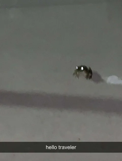 Hello Traveler Frog