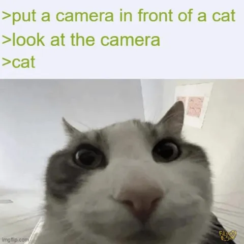 Cat Looks at Camera