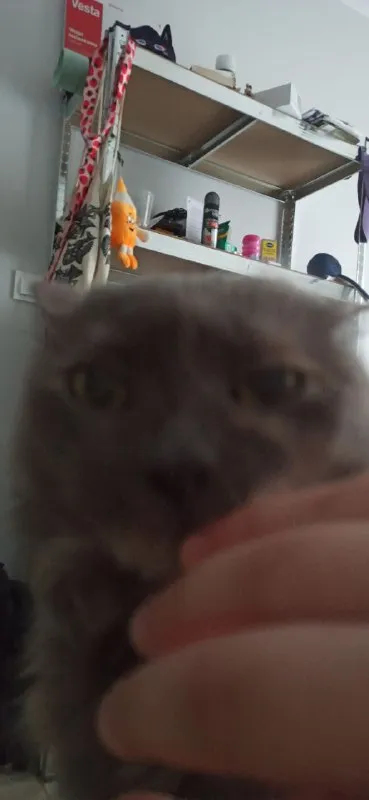Кот отказался быть съеденным