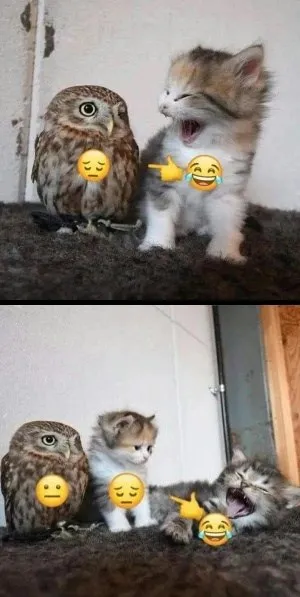 Смешной кот дразнит сову