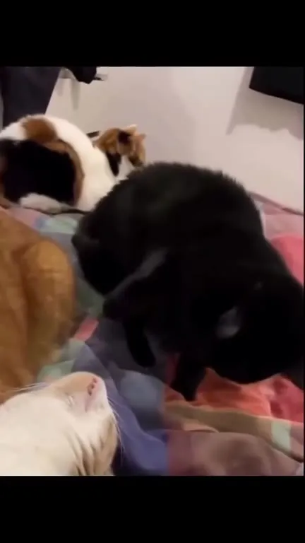 Кот смотрит в душу
