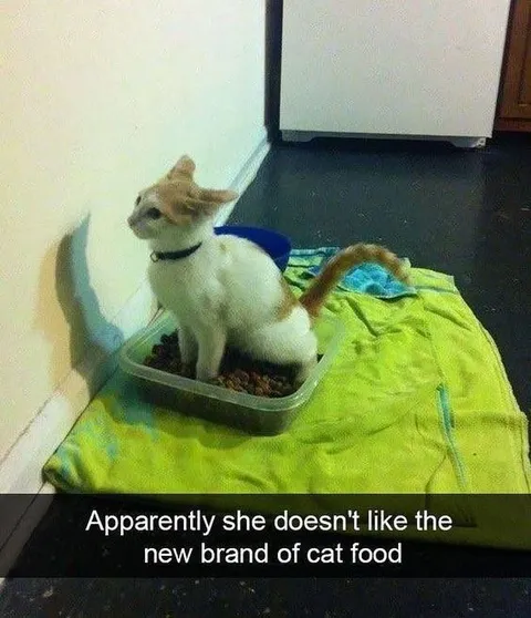 Cat Rejects New Food