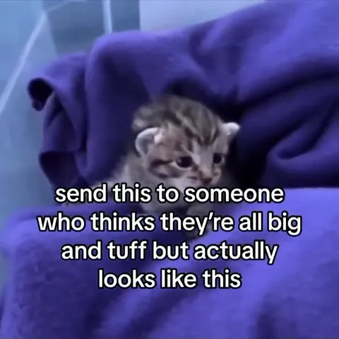 Big and Tough Kitten
