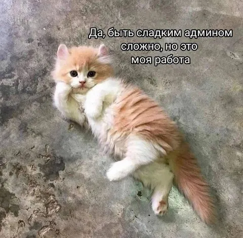 Сладкий админ на работе