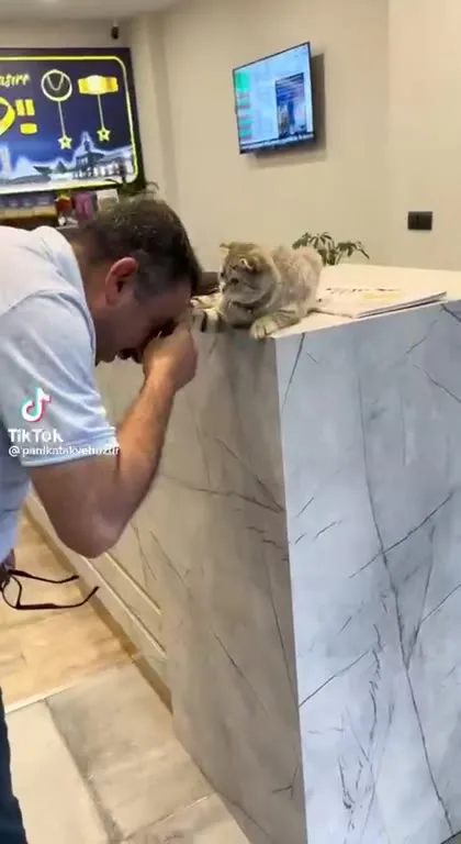 Resepsiyonda Uyuyan Kedi