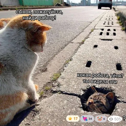 Кот ищет работу в дыре