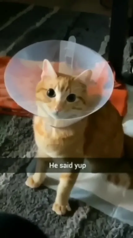 Horny Cat in a Cone