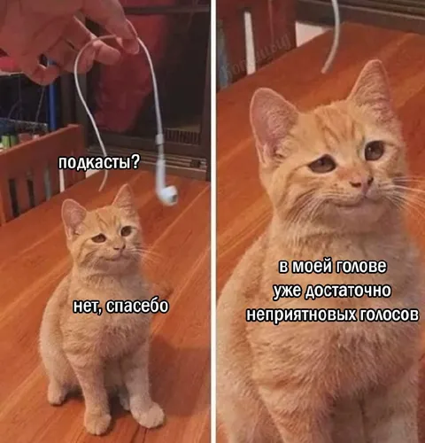 Кот отказывается слушать подкасты