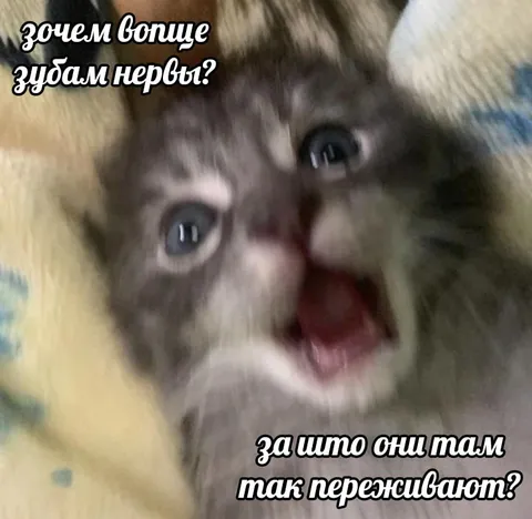 Кот переживает за зубные нервы