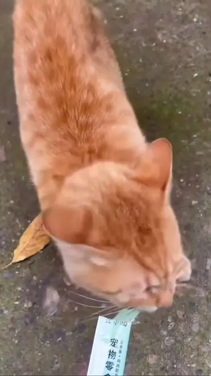 两只猫争宠物零食