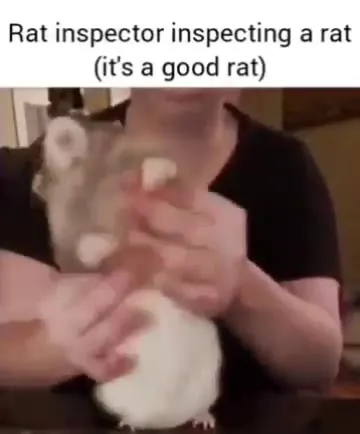 Rat Inspector Inspects a Good Rat