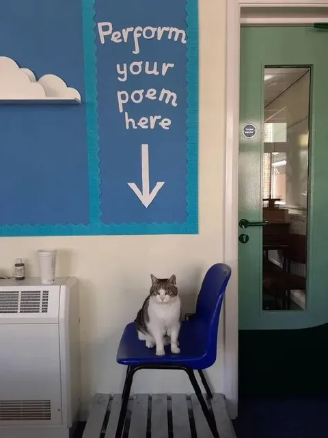 Cat Performs Your Poem
