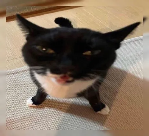 Сердитый чёрный кот