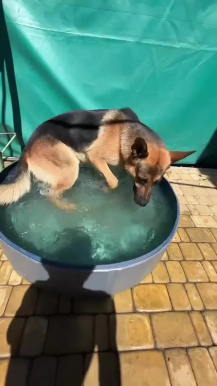 Овчарка принимает водные процедуры