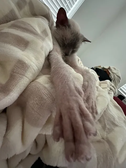 Кот с невероятно длинной лапой