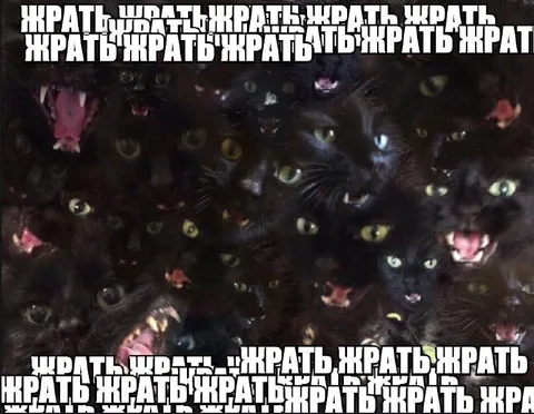 Кошки хотят жрать