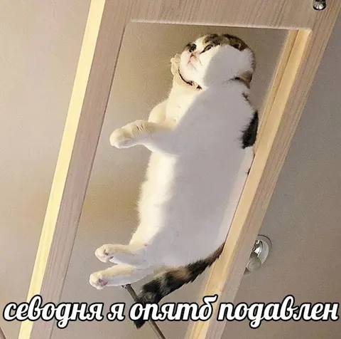 Кот снова подавлен
