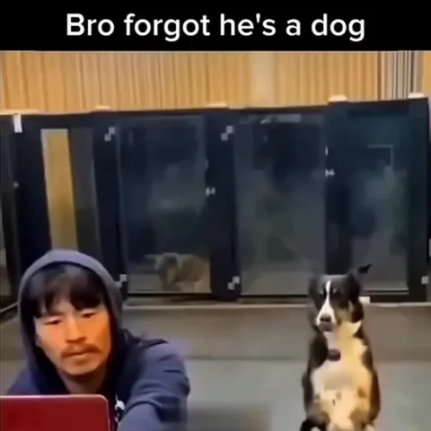 Dog Forgets He's a Dog