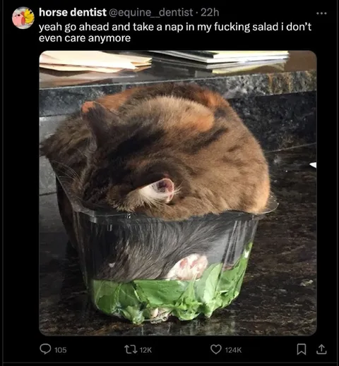 Cat Sleeping in Salad