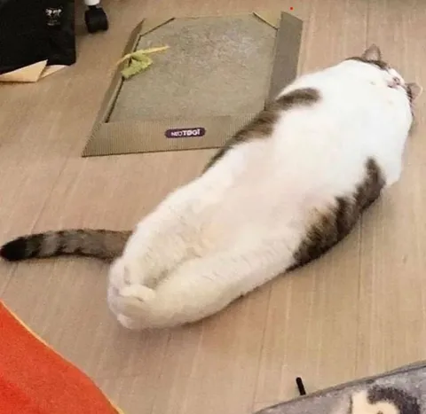 Кот, притворившийся колбасой