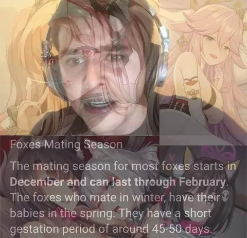 Foxes Mating Season Fact