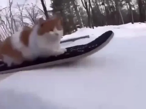 Кот катается на сноуборде
