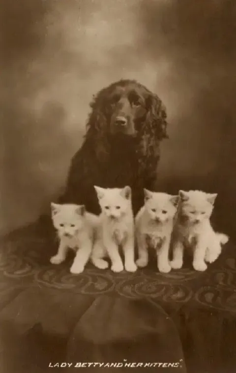 Lady Betty and Her Kittens
