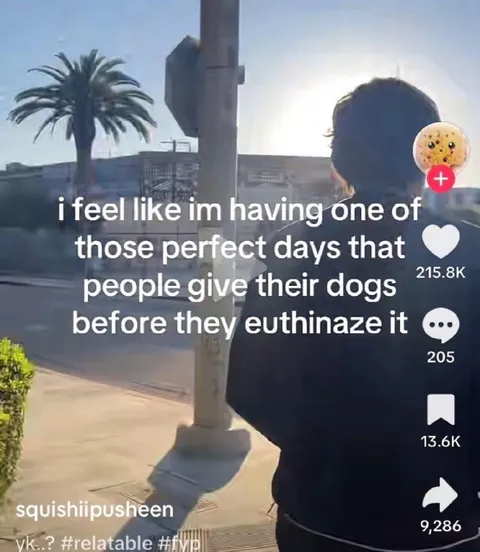 Perfect Day Before Euthanasia