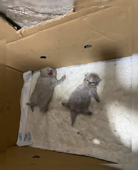 Котята в коробке