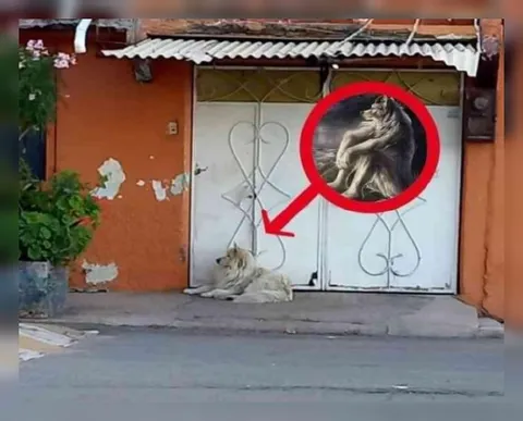 Кот, который выглядит как лев