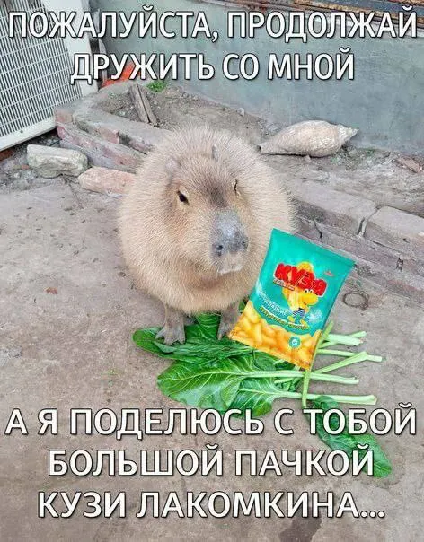 Капибара просит дружить
