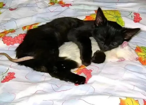 Котёнок обнимает мышь