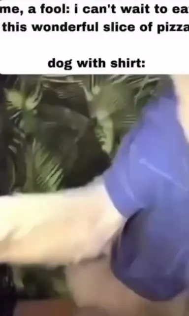 Dog Devours Pizza With His Shirt