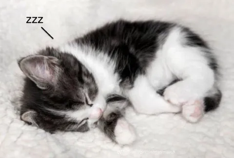 Sleeping Kitten ZZZ