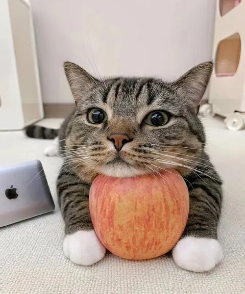 Кот с яблоком
