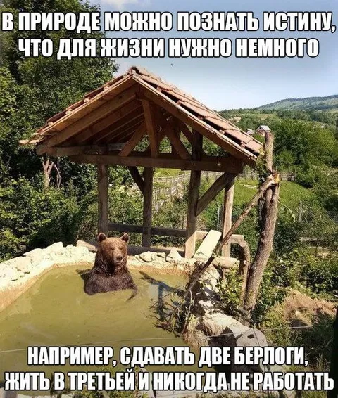Медведь сдаёт две берлоги