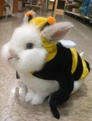 Кролик в костюме пчелы
