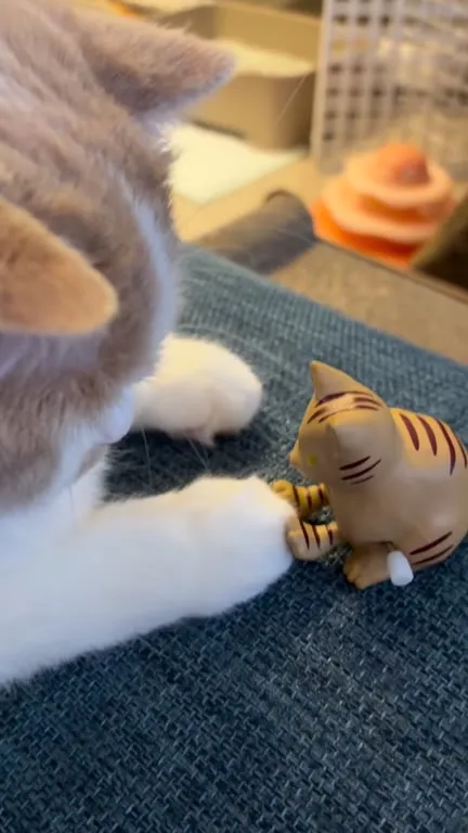 Кот против игрушечного тигра