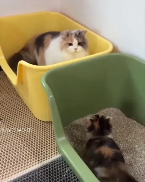 Котёнок захватил лоток