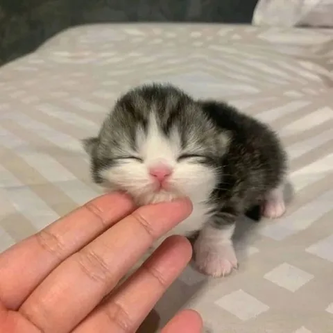 Милый котёнок просит ласки