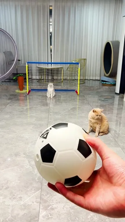 Коты играют в футбол