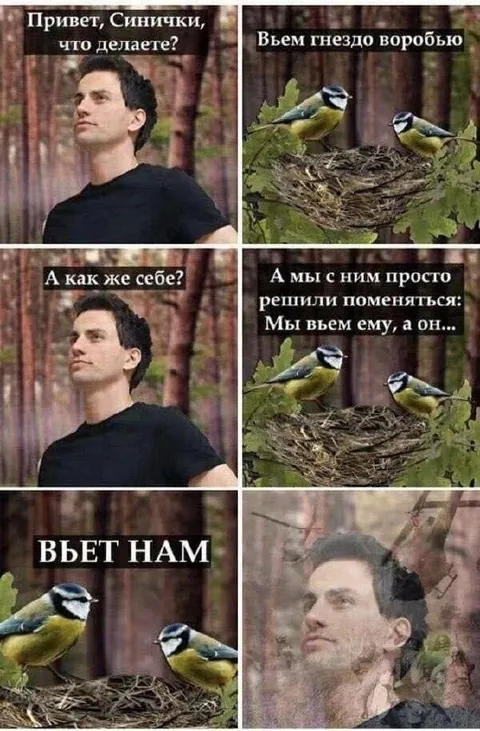 Синички вьют гнездо воробью