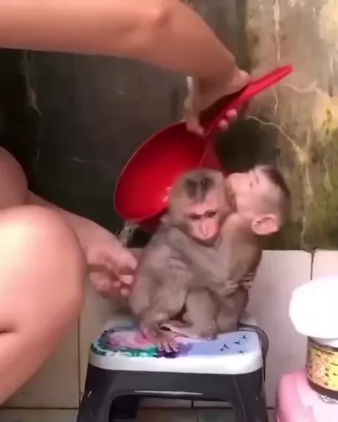 Обезьянки сбежали из тазика