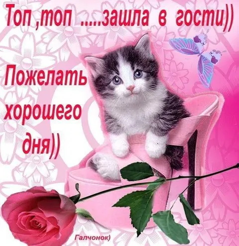 Котёнок желает хорошего дня