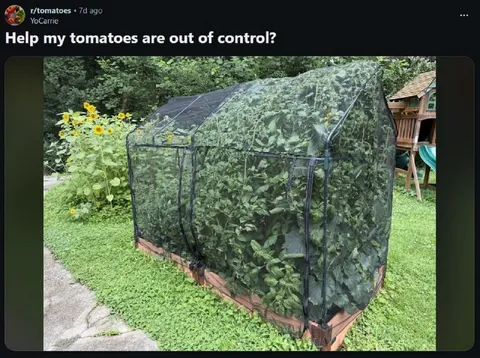 Out-of-Control Tomato Garden