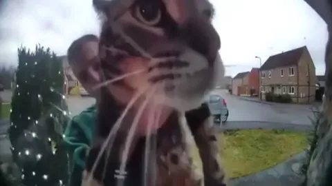 Кот у дверного звонка