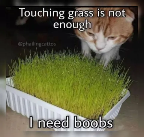 Cat Needs More Than Grass