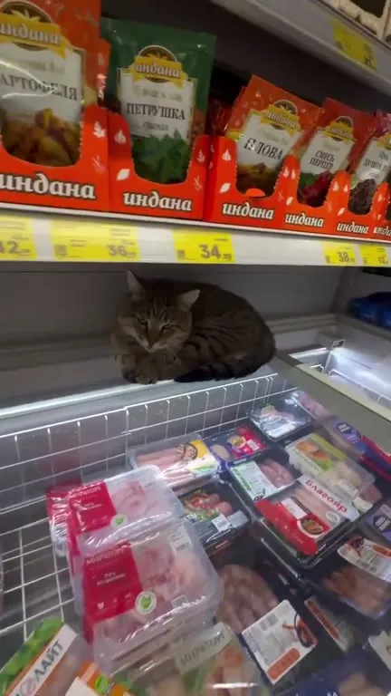 Кот среди замороженных продуктов